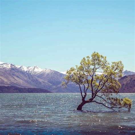 Wanaka Tree - Botanica