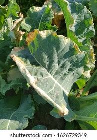 Symptoms Black Rot Cauliflower Stock Photo 1626729349 | Shutterstock