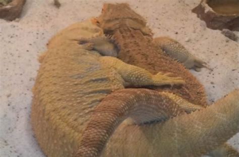 Bearded Dragon Breeding - Mating, Egg Laying and Incubation | Pet Care Advisors