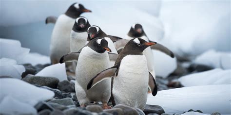 Antarctic animals and predators of Antarctica | Hurtigruten UK