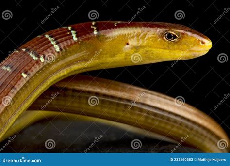 Hart`s Glass Lizard Dopasia Harti Stock Image - Image of terrestrial, harti: 232160583
