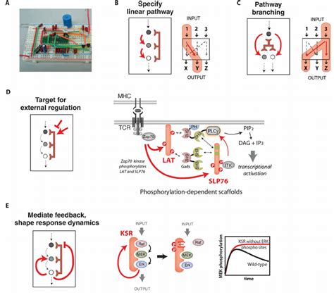 Scaffold proteins can mediate pathway regulation and feedback to shape... | Download Scientific ...