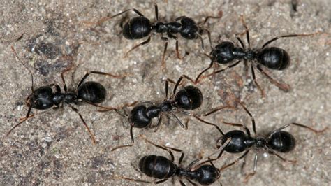 Do DIY Ant Treatments Work? - Proctor Pest Control