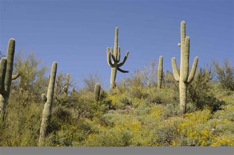 Free picture: saguaro, cactus, plant, carnegiea, gigantea, cereus, giganteus