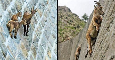 20+ Startling Photos That Show Goats Can Climb Anything / Bright Side