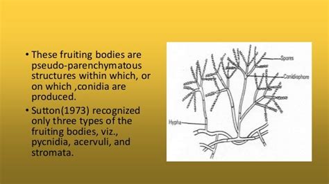 Deuteromycotina