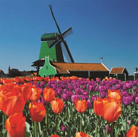 Windmill | Zaanse schans windmills, Windmill, Holland windmills