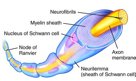 Master's in Nerve Repair Roundtable Discussion - San Francisco, CA. - April 23rd, 2016: Edward ...