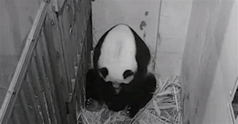 Giant panda gives birth at Smithsonian's National Zoo - CBS News