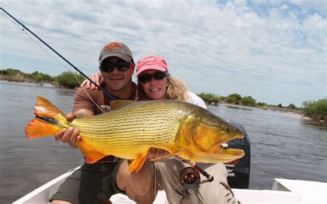 Golden Dorado fishing Argentina, Los Laureles | Fly Fishing Patagonia