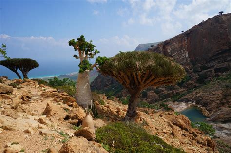 Socotra Island, Yemen. Just magical. [3942x2733][OC] : r/EarthPorn