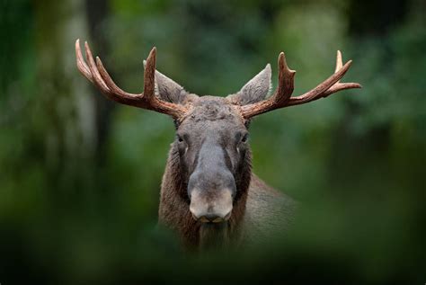 Moose safari | Holidays 2024/2025 | Best Served Scandinavia