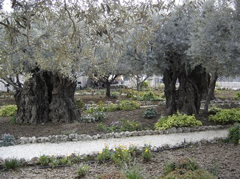 Garden of Gethsemane Olive Trees 2 - Etsy