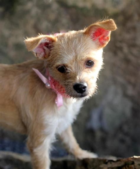 Adopt Patsy on Petfinder | Chihuahua terrier mix, Chihuahua terrier, Terrier mix dogs