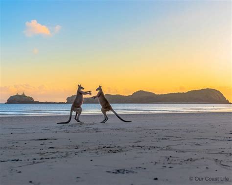 Kangaroos on the beach at Cape Hillsborough - Our Coast Life