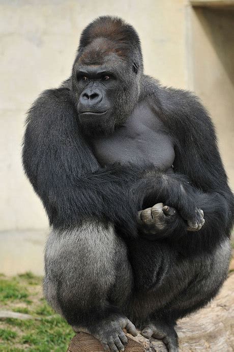 Japanese women go ape over 'handsome' gorilla named Shabani