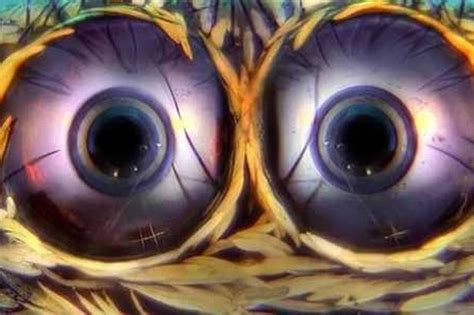 insect eyes close up - Google Search Insect Eyes, Eye Close Up, Creepy ...