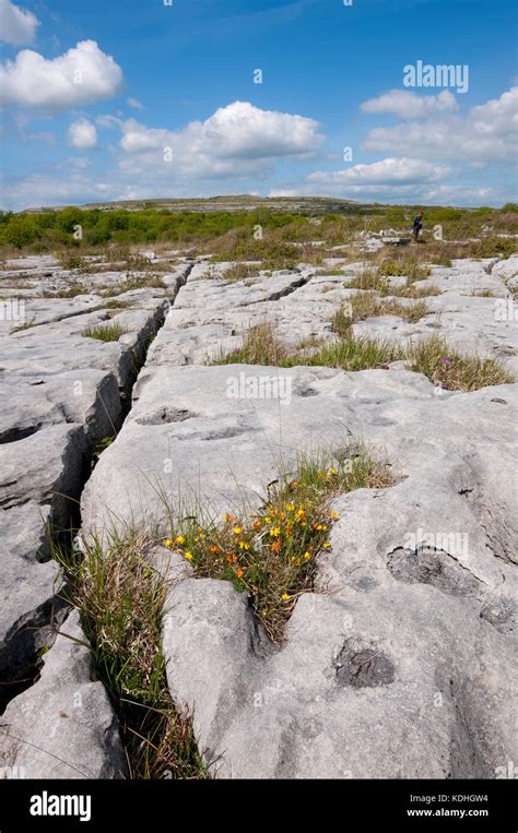 Burren National Park, County Clare, Ireland Stock Photo - Alamy