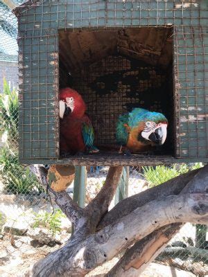 Necker Island Wildlife Tour with Gumption's Learning Adventures - The ...