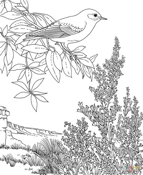 Eastern Bluebird coloring, Download Eastern Bluebird coloring for free 2019