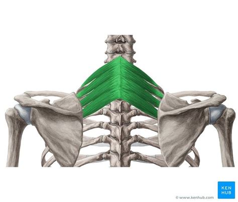 Musculus serratus posterior superior | Anatomy images, Muscle anatomy ...