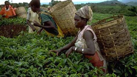 World Bank’s $30 million grant to boost agricultural productivity in ...