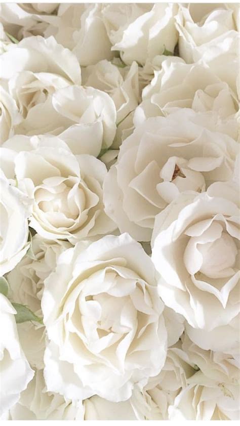 25 Beautiful Roses Wallpaper Backgrounds For iPhone | Rosas lindas ...