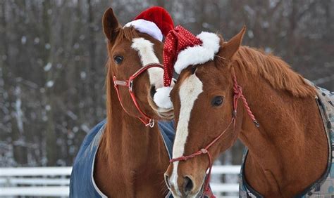 Christmas Horse Quotes. QuotesGram