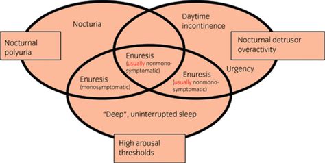 Pathogenesis of enuresis: Towards a new understanding - Nevéus - 2017 ...