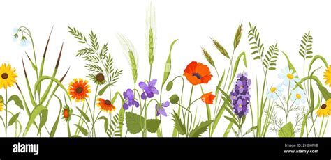 Wild meadow with flowers and herbs, spring botanical seamless border. Wildflower field with ...