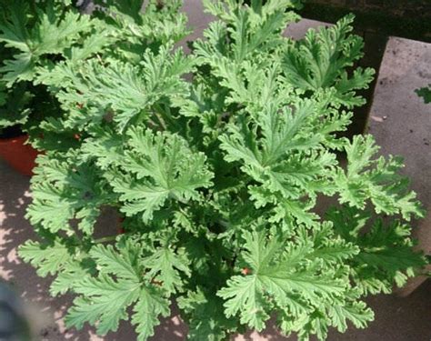 Citronella Mosquito Plant - Pelargonium citrosum - 4” Pot - The Flower ...