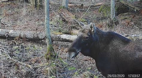 European elk - Capture Estonia Nature and Photography Tours