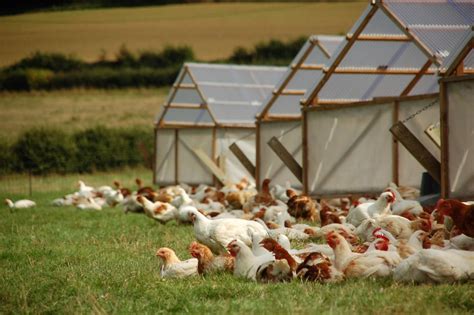 My Hectare Farm Of Free-range Chickens!! What Is A