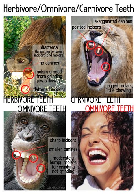 Herbivores Animals Types Of Teeth