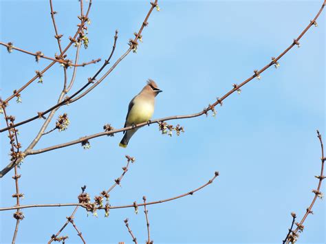 Cedar Waxwing | FWS.gov