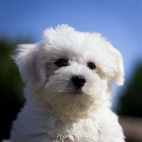 Bichons | Bichon, Bichon frise, Cute dogs