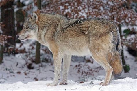 Seeing a Coyote at Night: 5 Spiritual Meanings