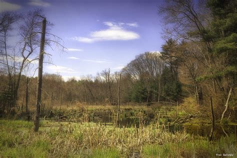 New England Wetland Photograph by Fran Gallogly