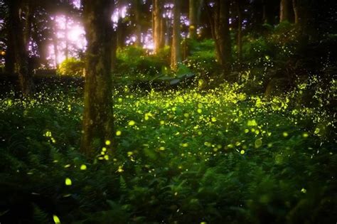 Synchronous Fireflies in the Smoky Mountains: Unique in America