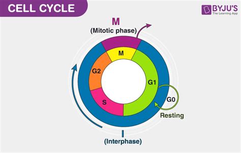 Cell Cycle - Definition And Phases of Cell Cycle