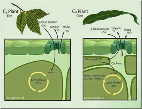 What is the characteristic of C3 Plants versus C4 Plants? | Socratic