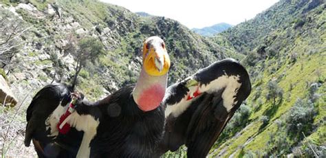 Watch live video of California condor nest