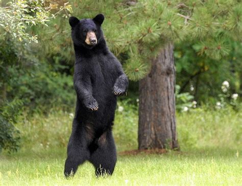 American Black Bear: Strong and Adaptable Species