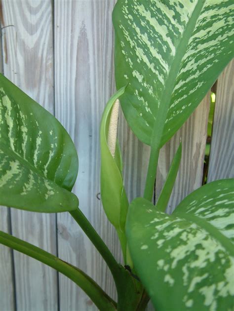 Dieffenbachia (Dumb Cane) Flower | Cayobo | Flickr