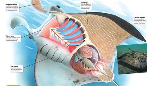 Read Manta Ray Anatomy Online