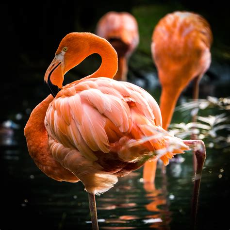 Selective focus photography of pink Flamingo HD wallpaper | Wallpaper Flare