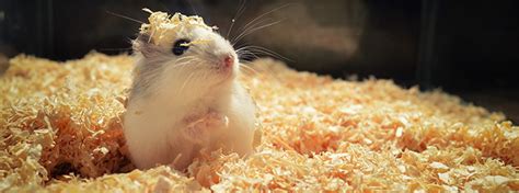 Hamster Diet Guide - What Can Hamsters Eat - My Family Vets