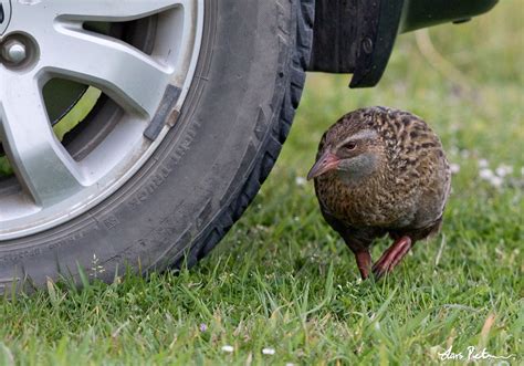 Weka | New Zealand | Bird images from foreign trips | Gallery | My ...