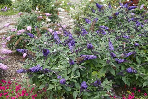 Pugster Blue® Butterfly Bush | Plant Addicts