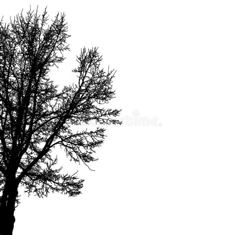Silhouette of Half Tree with Bare Branches. Vector Illustration Stock Vector - Illustration of ...